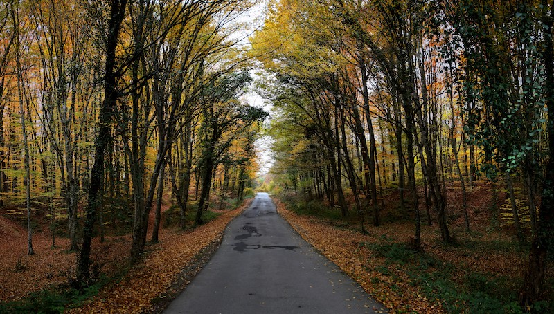 belgrad forest in istanbul, turkey